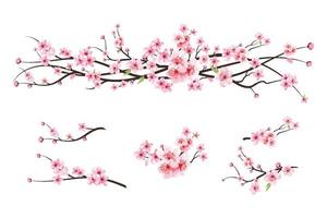 Kirschblütenzweig mit Sakura-Blume. Aquarell Kirschblütenvektor. Aquarell Kirschknospe. rosa Sakura-Blumenhintergrund. Kirschblüte auf weißem Hintergrund. blühender Vektor der Kirschblütenblume.