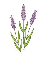 Kritzeleien mit Lavendel Blumen violett lila Farben, Kontur Zeichnung, drei Geäst im Strauß, Provencal Stil. isoliert auf Weiß Hintergrund. vektor