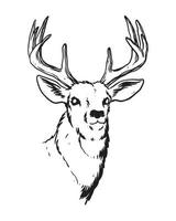 eine handgezeichnete Illustration des Hirsches mit starkem Geweih. ein Reh in wacher Miene. eine Tier-Cartoon-Zeichnung mit Details. vektor