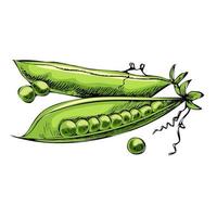 handgezeichnete Gemüse Vektorgrafik. detaillierte Retro-Stil grüne Erbsenskizze. Vintage-Skizzenelement für Etiketten, Verpackungen und Kartendesign. vektor