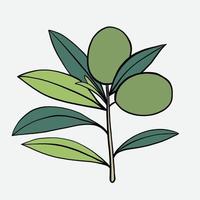 Gekritzel-Freihand-Skizze-Zeichnung von Olivenfrüchten. vektor