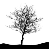 träd siluett isolerad på vit backgorund. vektor illustration