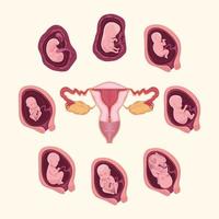 Embryoentwicklung und Gebärmutter vektor