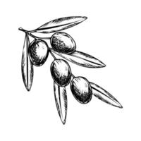 Vektor-Logo-Design-Vorlage und Abzeichen-Design für die Verpackung von Olivenöl vektor