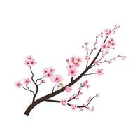 körsbärsblomsgren med rosa sakura blomma vektor. körsbärsblomning med akvarell sakura blomma blommar. akvarell körsbärsblomma. japansk körsbärsblomningsvektor. sakura gren. vektor