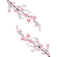 Kirschblüte mit Aquarell Sakura-Blume. japanischer Kirschblütenvektor. Kirschblütenzweig mit rosa Sakura. Aquarell Kirschblütenillustration. Sakura-Blumenzweigvektor. vektor
