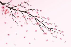 körsbärsblomma med akvarell sakura blomma. körsbärsblommiga blad faller. realistisk sakura gren vektor. japansk körsbärsblomningsvektor. rosa sakura blomma faller. körsbärsgren med sakura. vektor