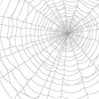 vektor spindelnät på vitt