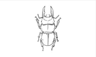 Käferillustration in einer ungefärbten Hand gezeichnet vektor