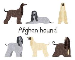 eine Reihe verschiedener Posen des afghanischen Jagdhundes vektor