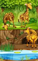 Drei Giraffen im Dschungel vektor