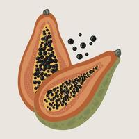 exotische Papaya-Frucht mit Samen auf weißem Hintergrund vektor