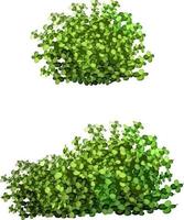 Ziergrünpflanze in Form einer Hecke. Efeu arch.realistischer Gartenstrauch, Saisonbusch, Buchsbaum, Baumkronenbuschlaub. vektor