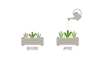 Bewässerung von Pflanzen, das Konzept von Vorher Nachher. Vektor-Illustration. vektor