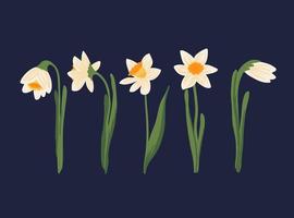 vektor uppsättning av gula påskliljor eller narcisser på vit bakgrund. handritad botanisk illustration. tidigt på våren krukväxt trädgård blomma blommande lökväxt med rot. blommig samling i platt stil