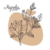 Magnolienblüte, Ansicht von oben. grafische handgezeichnete Magnolienblüten. Magnolienblüten zeichnen und Strichzeichnungen skizzieren. vektor