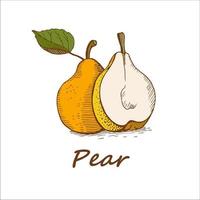 päron, handritade. vektor illustration.