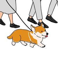 Vektor bunte Illustration der Hunderasse Corgi Spaziergang an der Leine