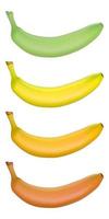 realistiska bananer. mognadsstadier från grönt till brunt vektor