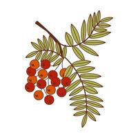 Flache Vektor-isolierte Illustration von Ebereschenzweig mit roten Beeren und grünen Blättern vektor