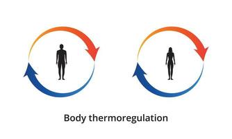 Symbol für die Thermoregulation des Körpers. Wärmespeicherung des Körpers. Silhouette des menschlichen Körpers. Vektor-Illustration vektor