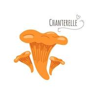 Pfifferlinge, Cantharellus Cibarius Pilze isoliert auf weißem background.simplified Vector Illustration.