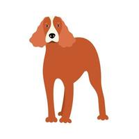 Canine American oder English Cocker Spaniel Hunderasse auf einem weißen Hintergrund isoliert. Vektor-Illustration einer Haustierwohnung vektor