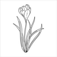 krokus konturritning.de första vårblommorna i klotterstil.svartvit bild.färgning av blommor.floristik för dekoration, vykort, bröllop, födelsedagar.vektorillustration vektor