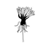 maskros handritad svartvit skiss. botaniska vektorillustration. sommar medicinsk vild blomma. blomningen börjar. vektor