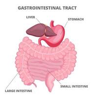 Magen-Darm-Trakt-Vektor wird auf weißem Hintergrund angezeigt. vektor