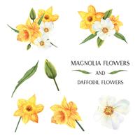 gelbe Magnolie und Narzisse Blumen Blumensträuße botanische Blumen Llustration Aquarell isoliert Vektor