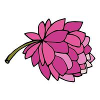 tecknad doodle pion blomma isolerad på vit bakgrund. vektor