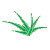 Aloe Vera, Sukkulente, Blume auf weißem Hintergrund. vektor