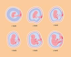 embryoutveckling sex faser vektor