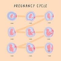 Infografik zu Entwicklungsphasen des Embryos vektor