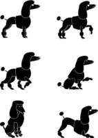 Pudelhund-Illustrationsdesign vektor