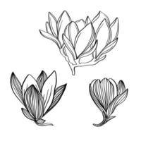 Freihand-Zeichnungsset von Magnolienblüten. skizzieren Sie florale Botanik-Sammlung. vektor
