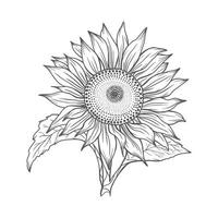 Sonnenblumen-Strichzeichnungen, Sonnenblumen-Strichzeichnung, Blumen-Strichzeichnung, Sonnenblumen-Umriss vektor