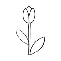 einzelne Tulpe im Doodle-Stil. Schwarz-Weiß-Bild isoliert auf weißem Hintergrund. stilisiertes Bild. Knospe mit Blättern. Vektorillustration vektor