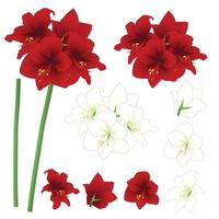 rote und weiße Amaryllis - Hippeastrum. Weihnachtsblume. Vektor-Illustration. isoliert auf weißem Hintergrund vektor