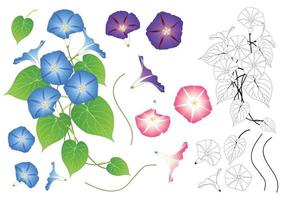 blau-rosa und lila Morning Glory Umriss vektor