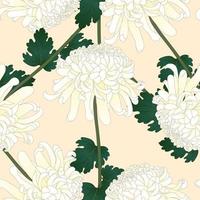vit krysantemum blomma på beige elfenben bakgrund vektor