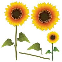 Sonnenblume oder Helianthus. Vektor-Illustration. isoliert auf weißem Hintergrund vektor