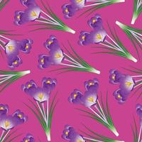 lila Krokusblüte auf rosa Hintergrund vektor