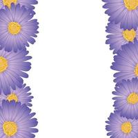 lila aster, prästkrage blomma kant vektor