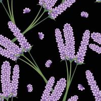 Lavendelblüte nahtlos auf schwarzem Hintergrund vektor