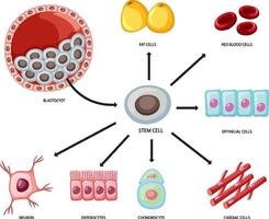 Arten von Stammzellen auf weißem Hintergrund vektor