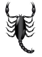 skorpion vektor