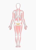 medizinische Zeichnungen von menschlichen Skeletten vektor
