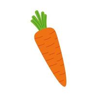 Karottengemüse frisch auf weißem Hintergrund vektor
